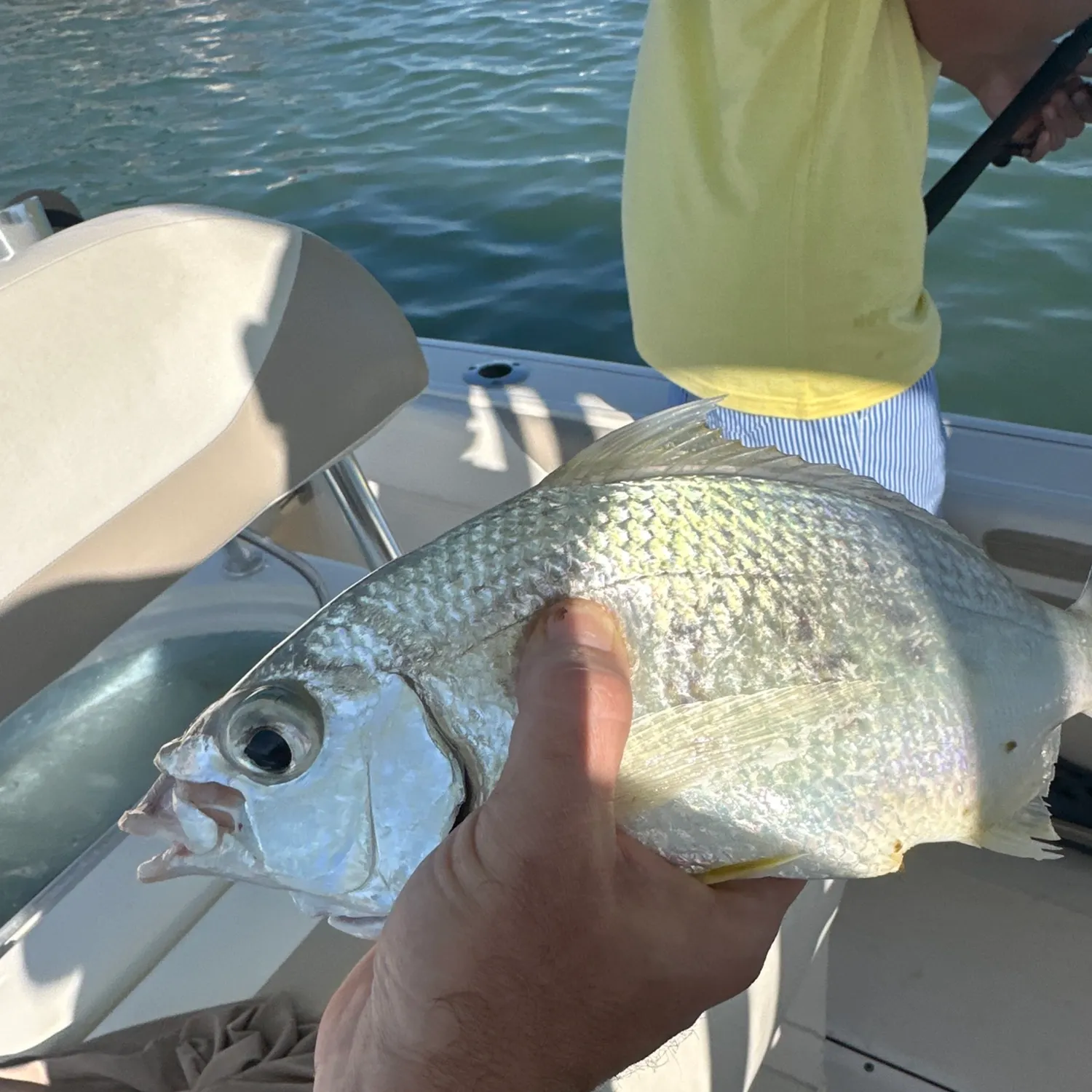 The most recent Mooneye catches on Fishbrain