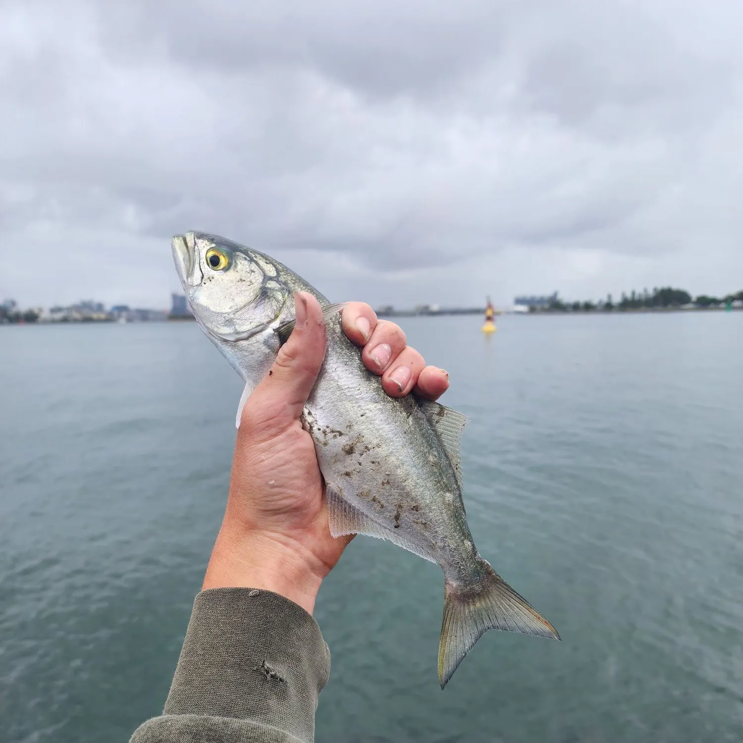 Bluefish caught on Fishbrain