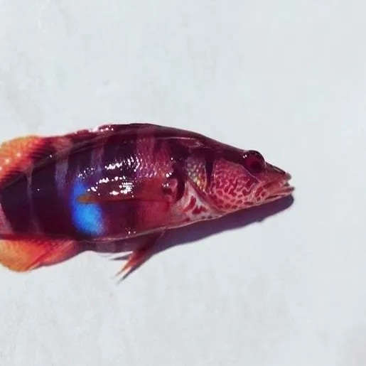 Painted comber caught on Fishbrain