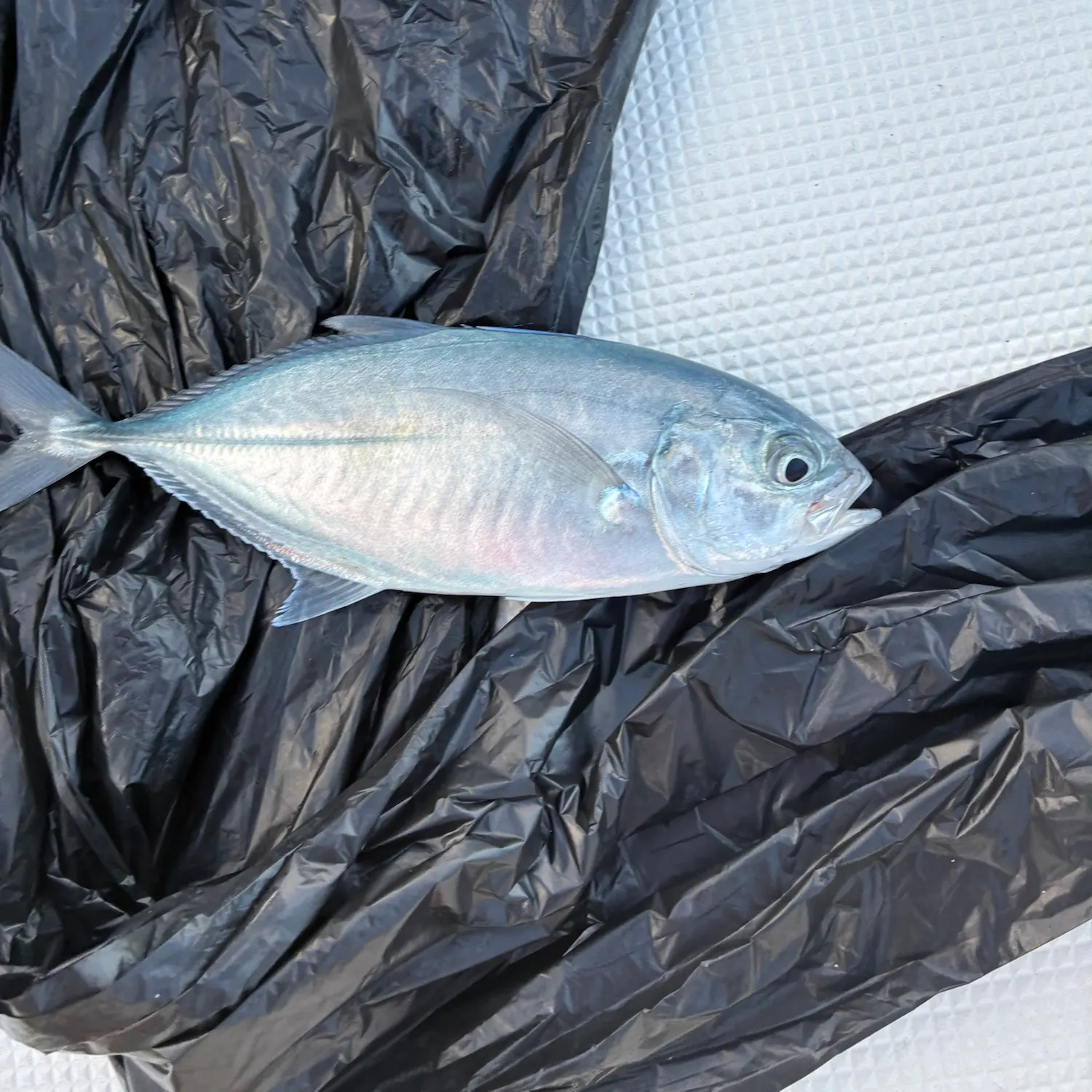 The most recent Blue runner catches on Fishbrain