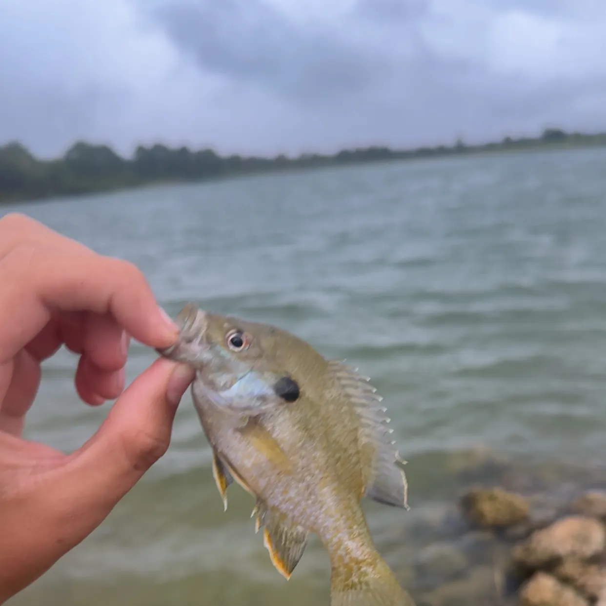 Greengill hybrid caught on Fishbrain