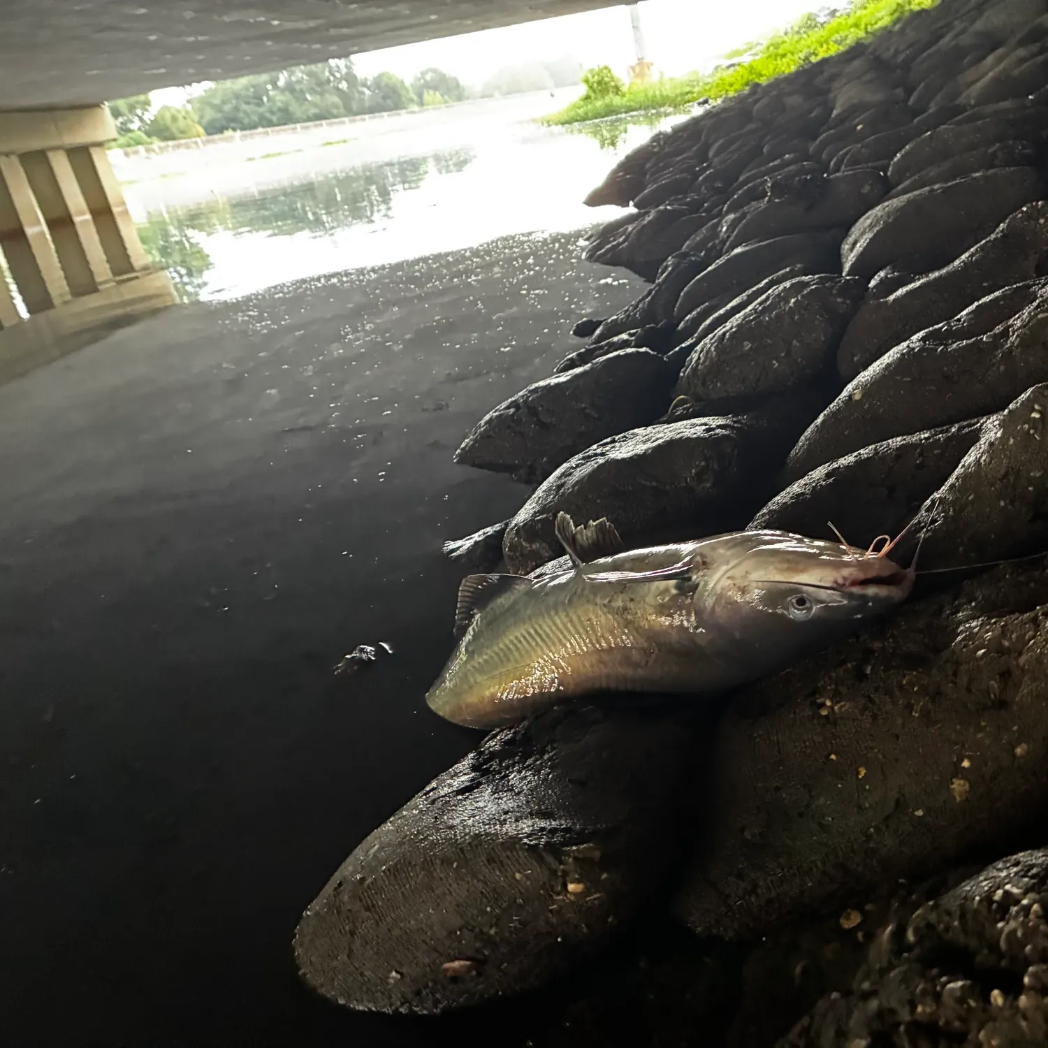 Channel catfish caught on Fishbrain