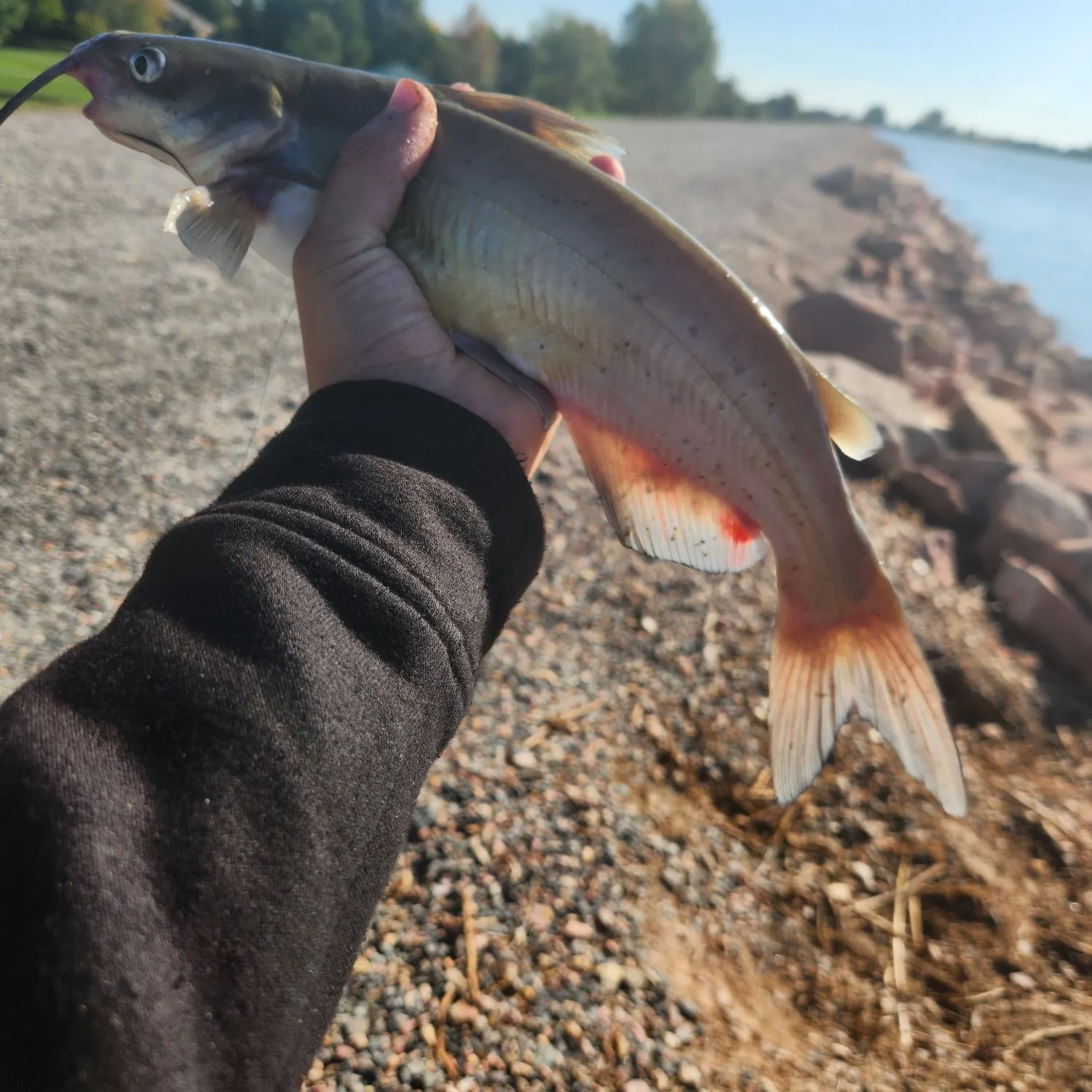Channel catfish caught on Fishbrain