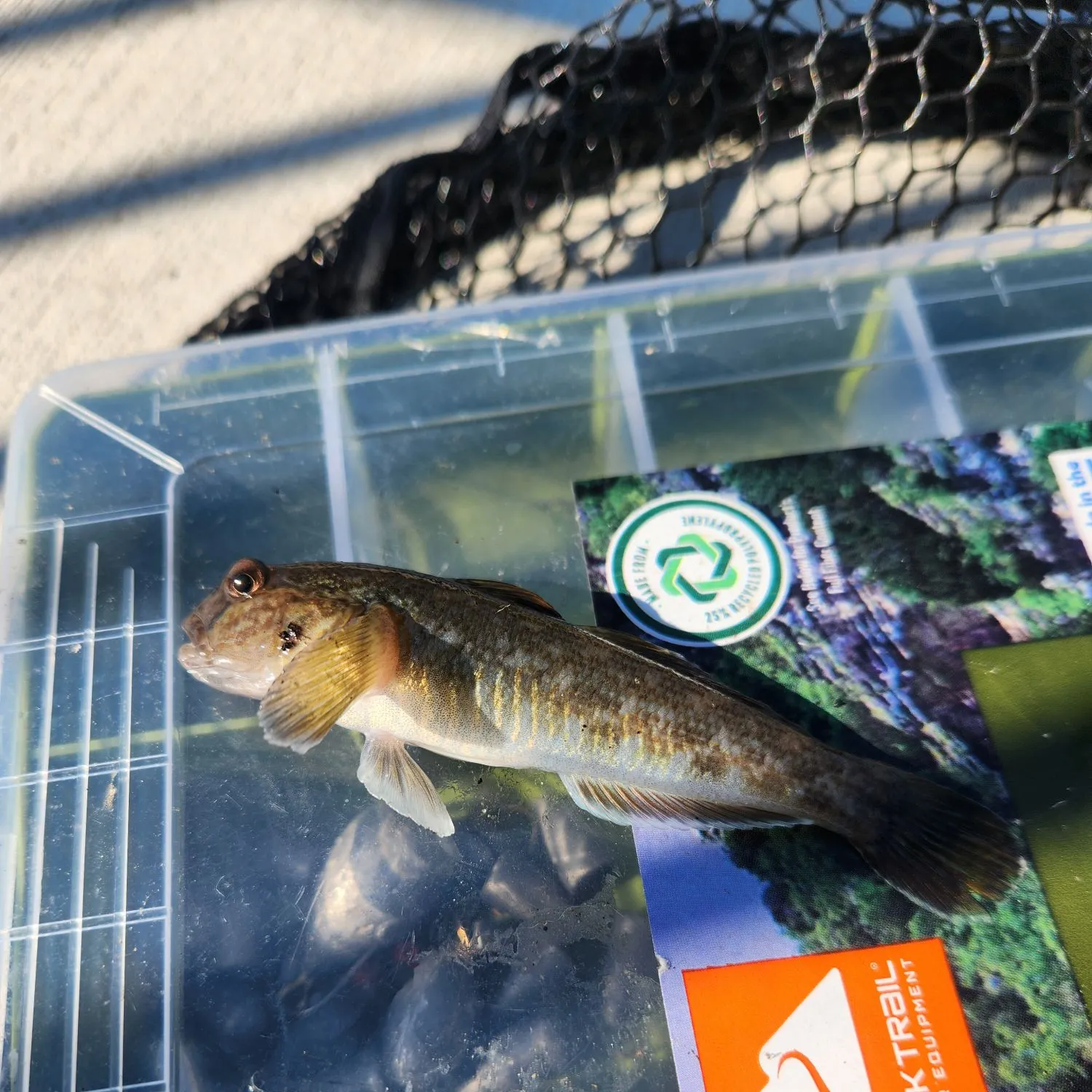 Round goby caught on Fishbrain
