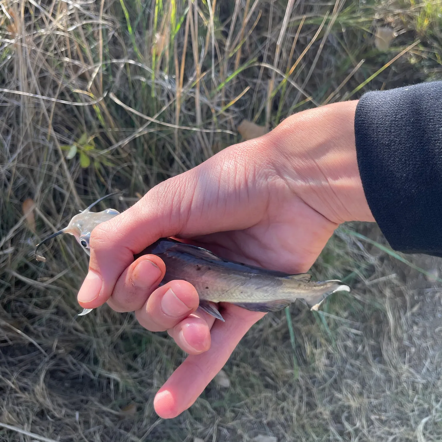 Channel catfish caught on Fishbrain