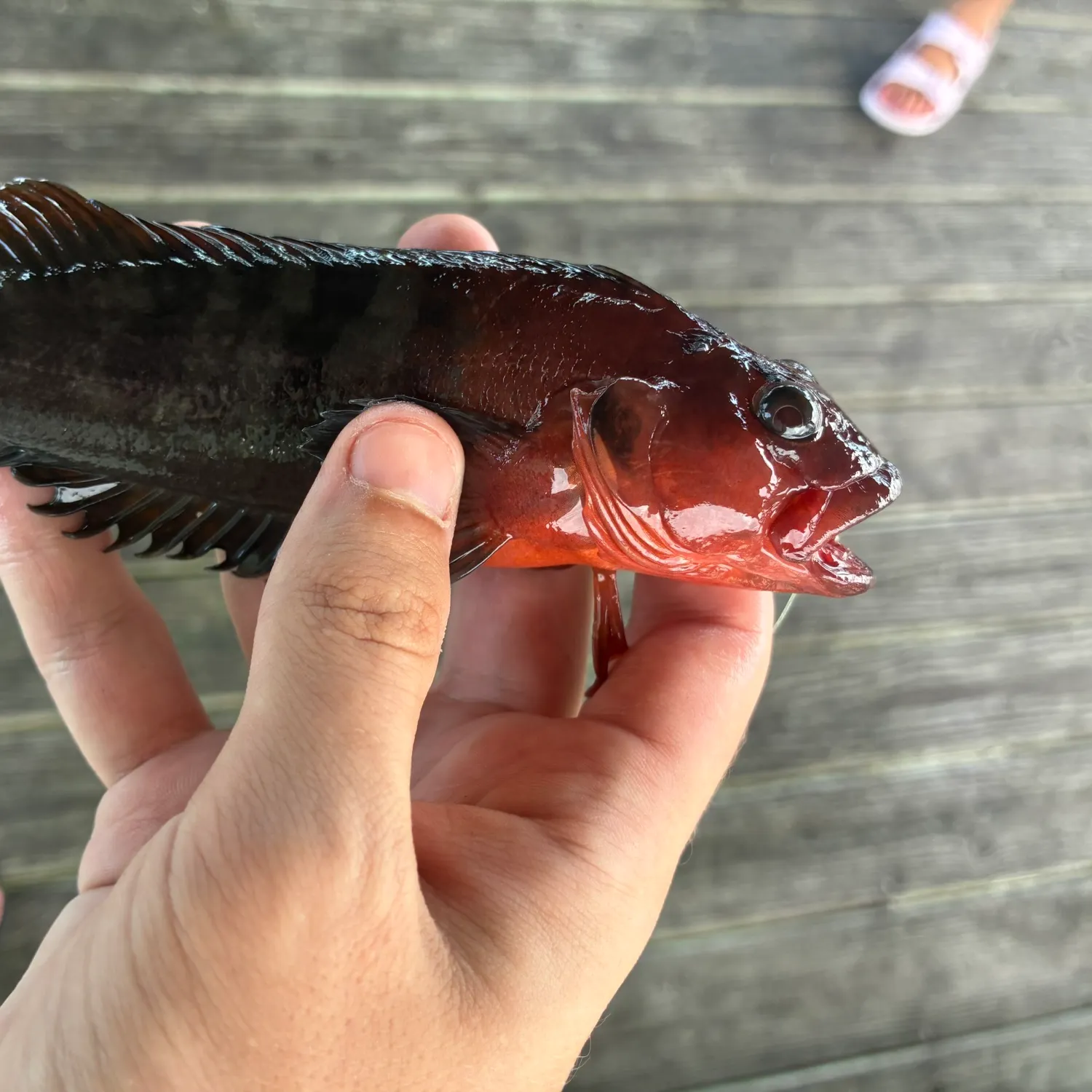 The most recent Hairy blenny catches on Fishbrain