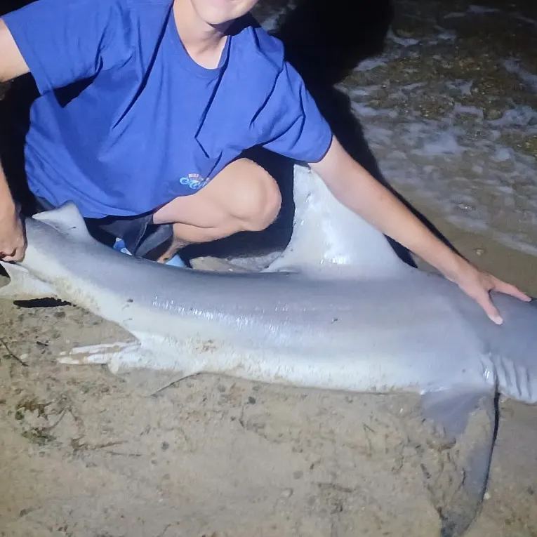 Sandbar shark caught on Fishbrain