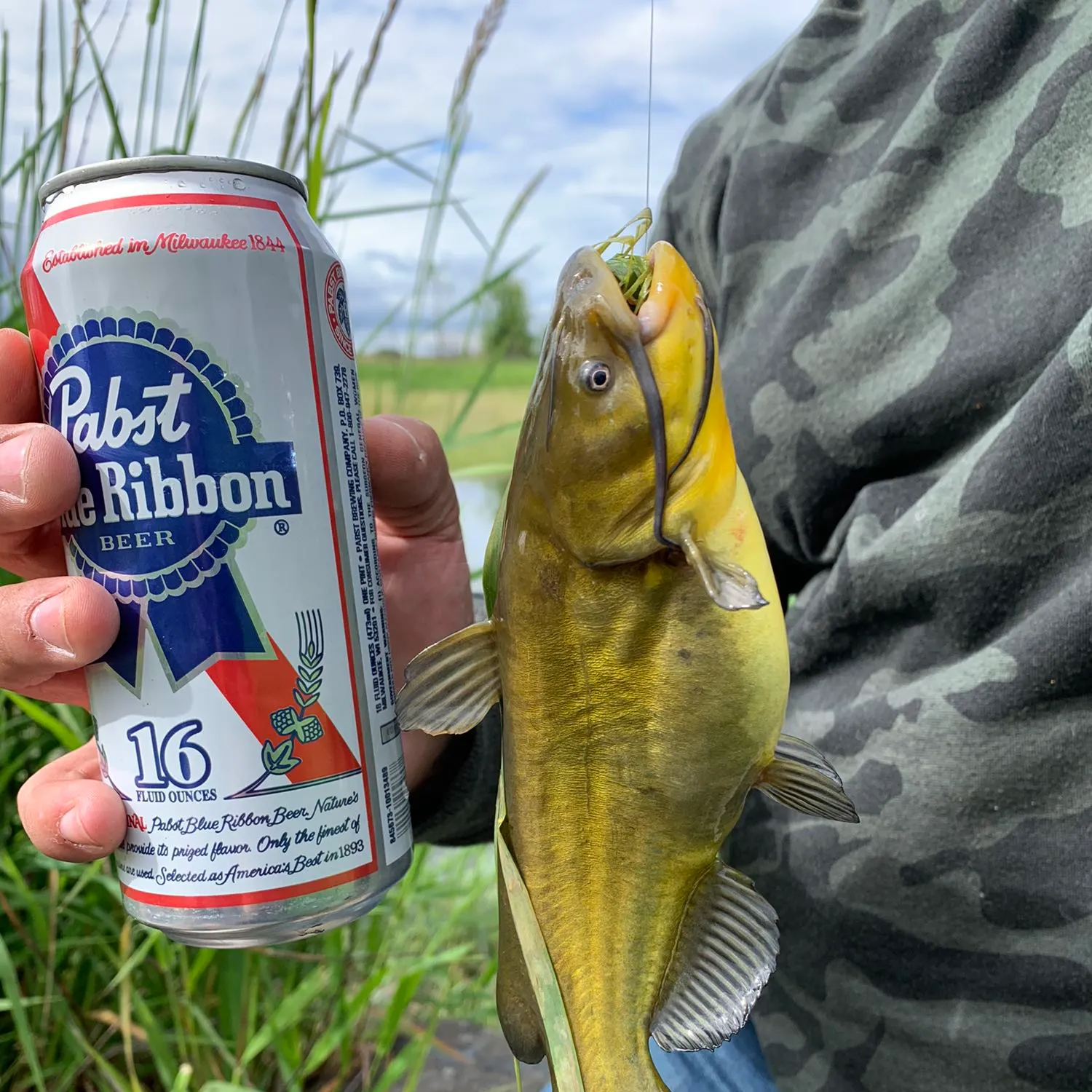 Yellow bullhead caught on Fishbrain