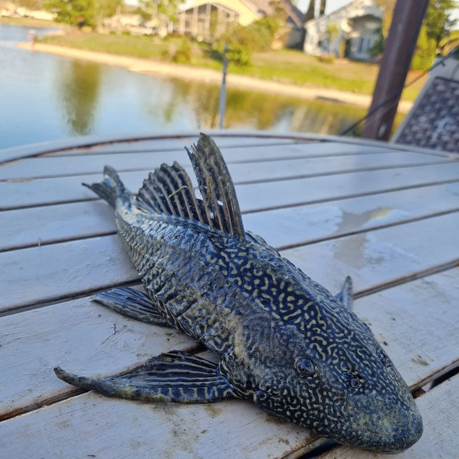 The most recent Suckermouth catfish catches on Fishbrain