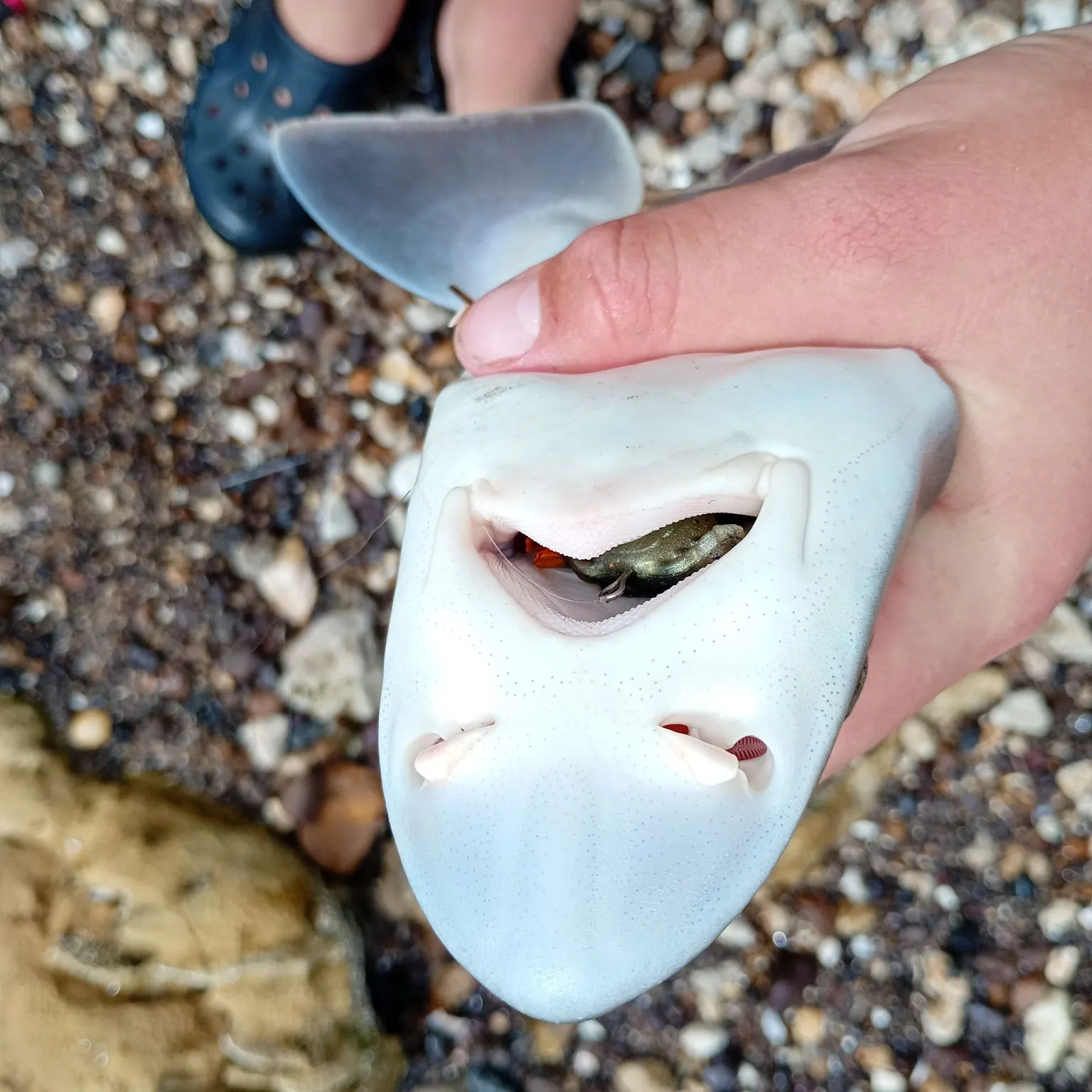 The most recent Gummy shark catches on Fishbrain