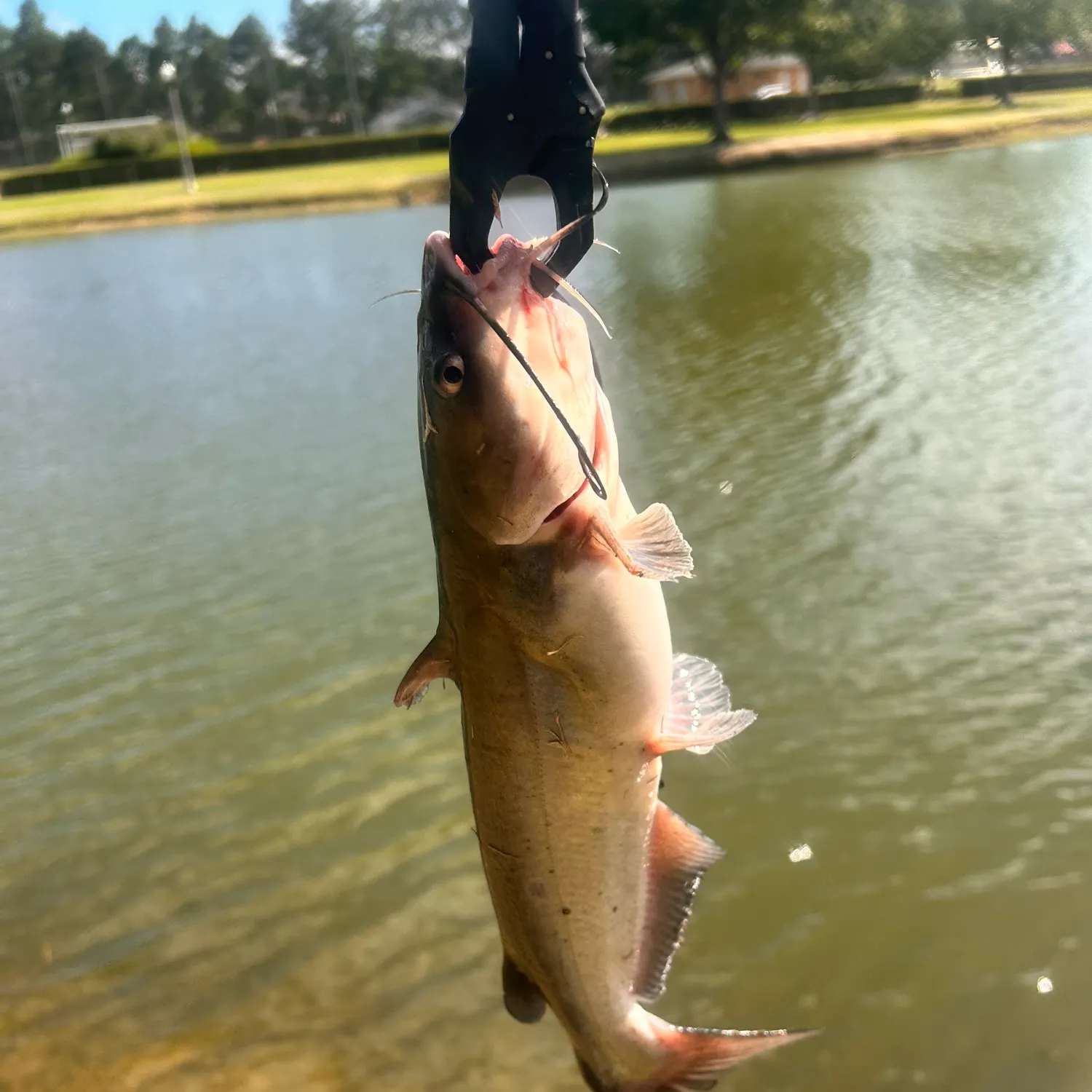 catch