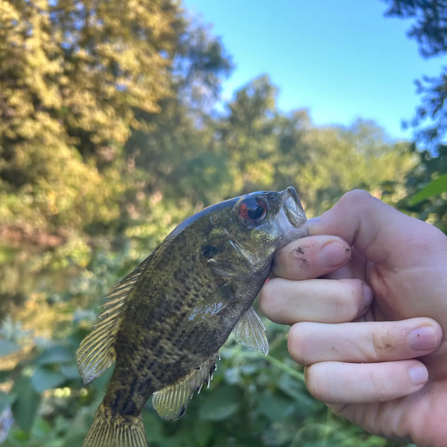 Rock bass caught on Fishbrain
