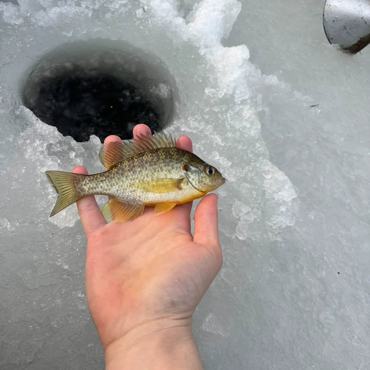 The most recent Redear sunfish catches on Fishbrain