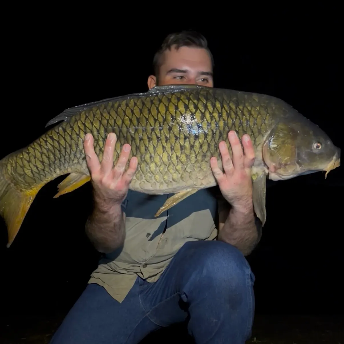 Common carp caught on Fishbrain