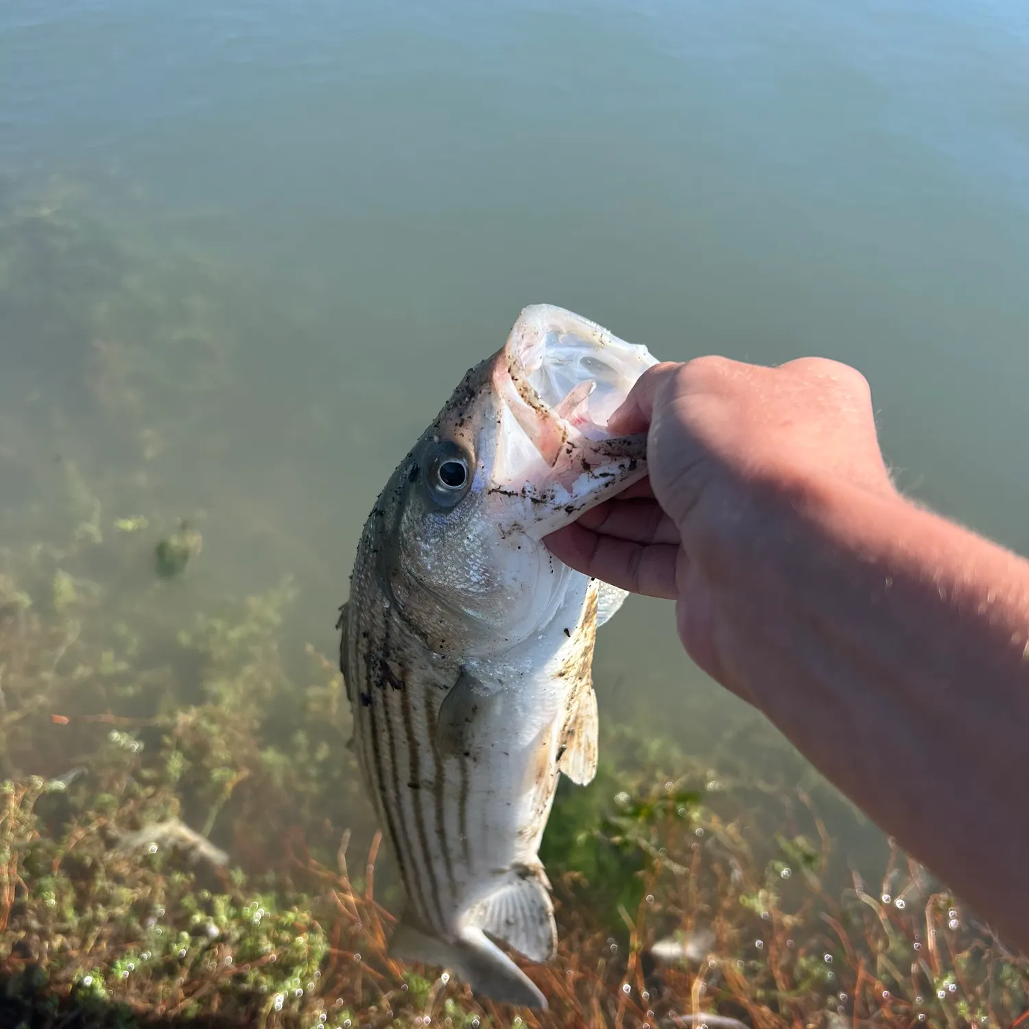 Striped bass caught on Fishbrain