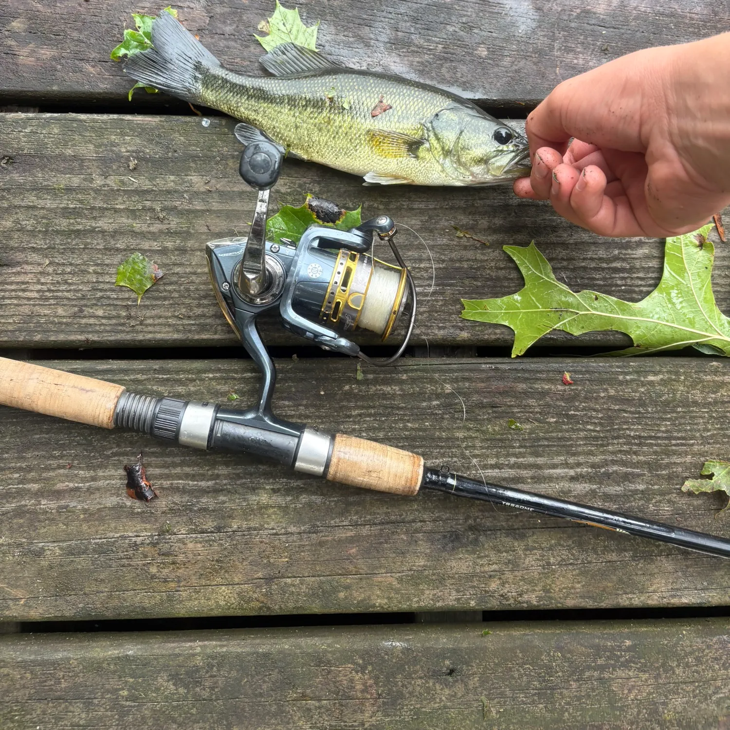 Yellow perch caught on Fishbrain