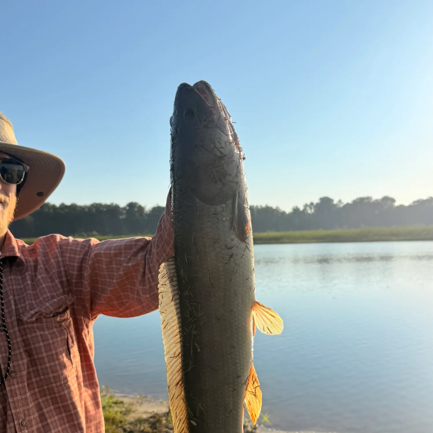 Ruddy bowfin caught on Fishbrain
