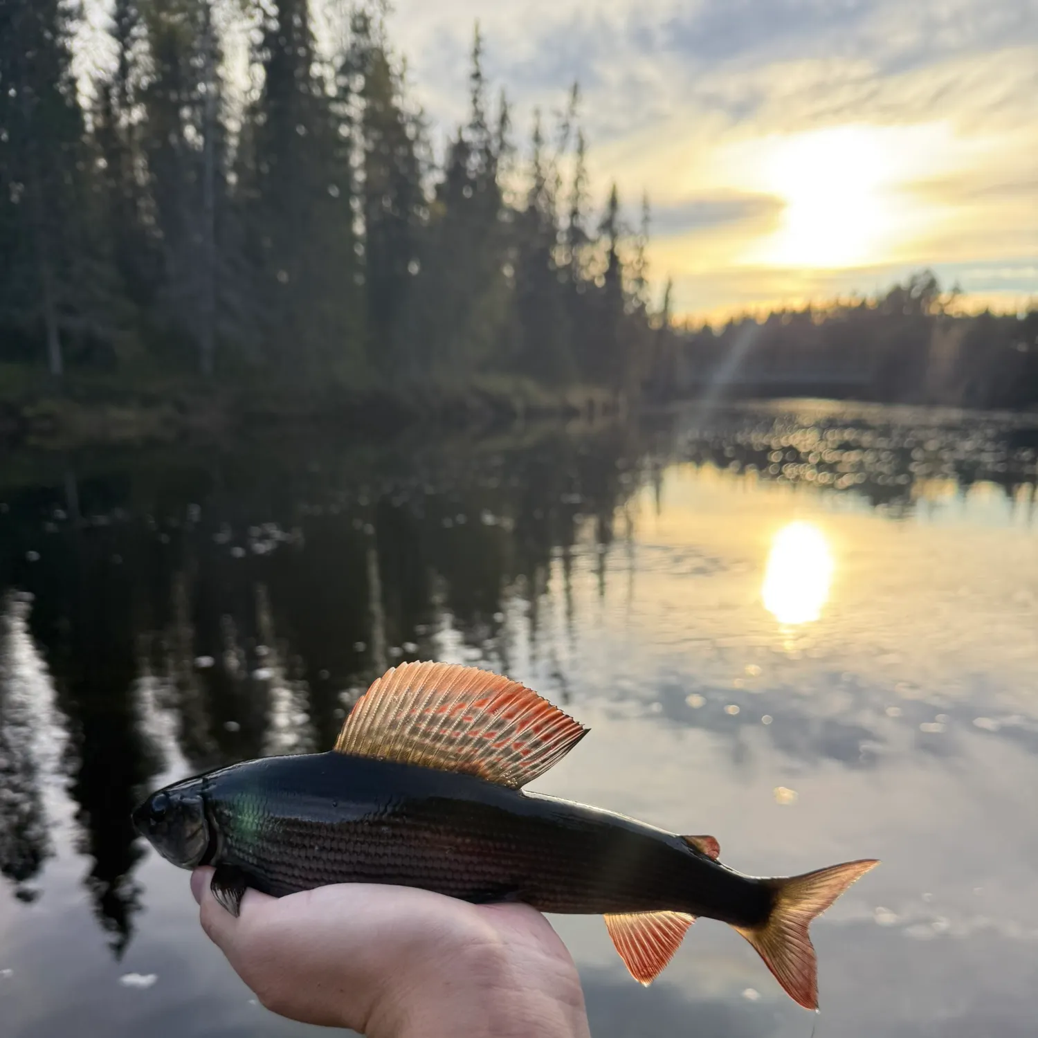The most recent European grayling catches on Fishbrain