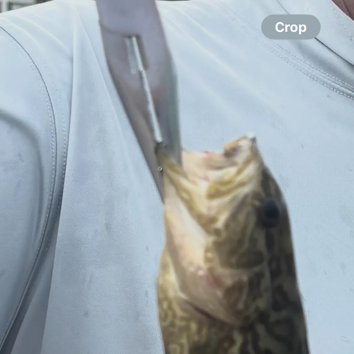 The most recent Areolate grouper catches on Fishbrain