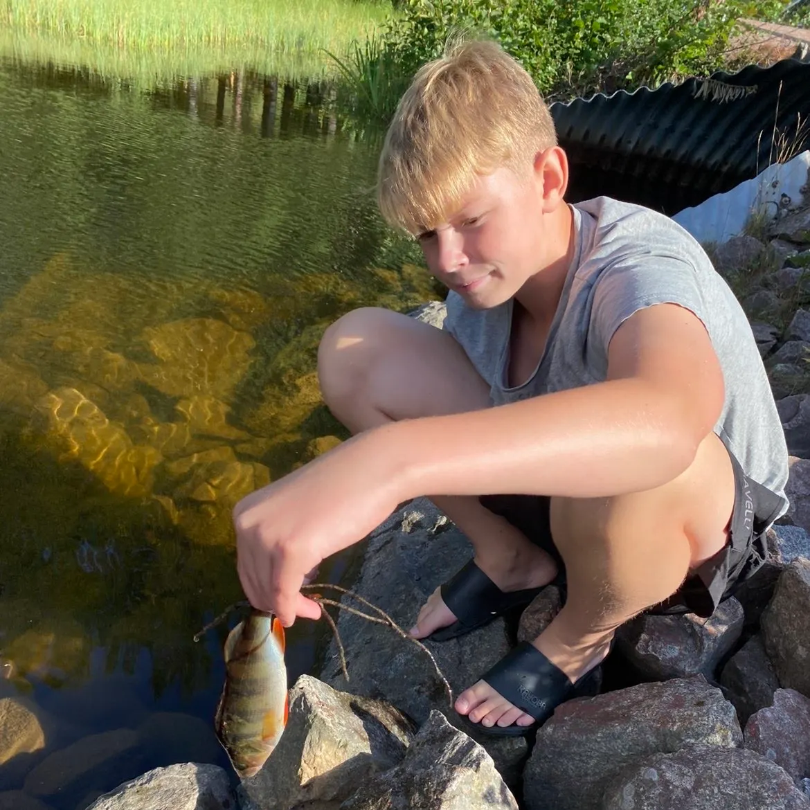 European perch caught on Fishbrain