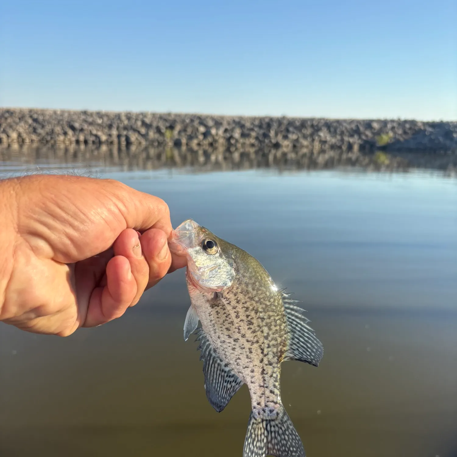 Black crappie caught on Fishbrain