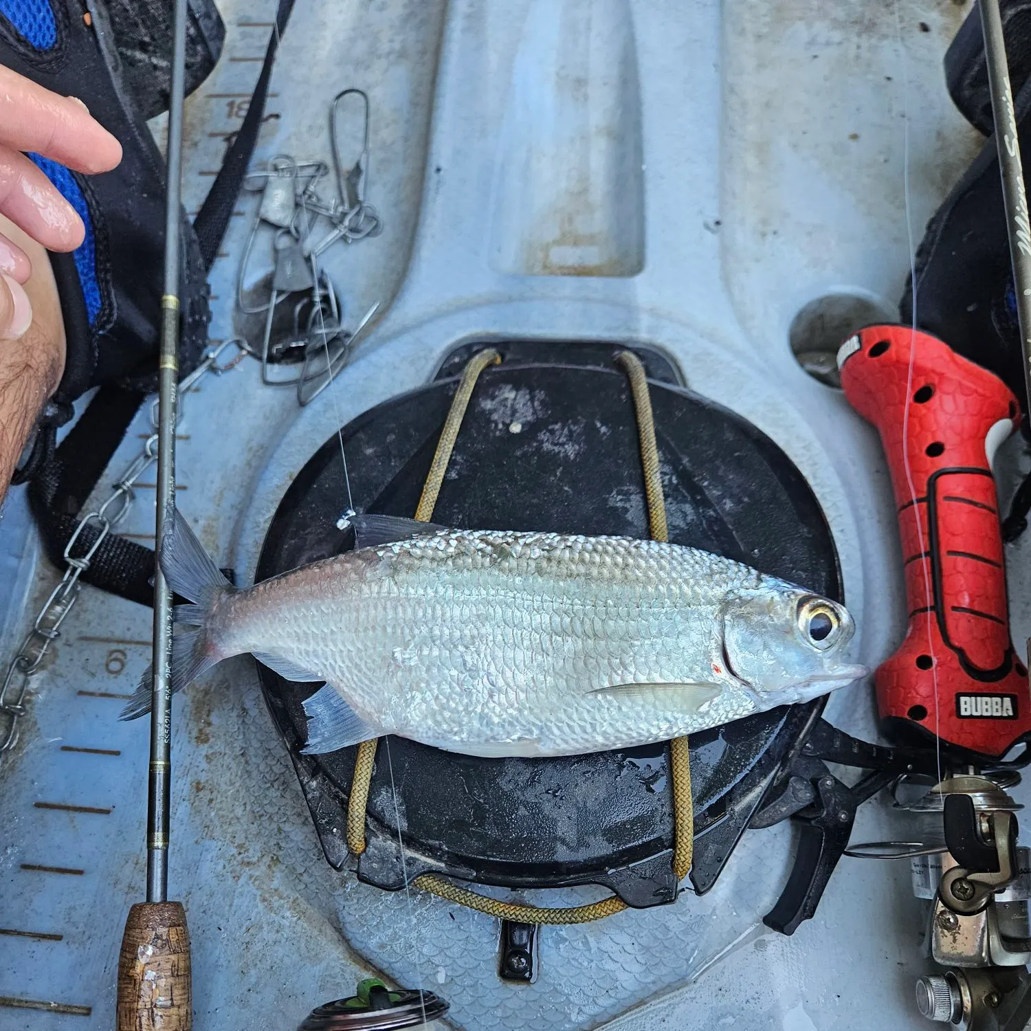 The most recent Mooneye catches on Fishbrain