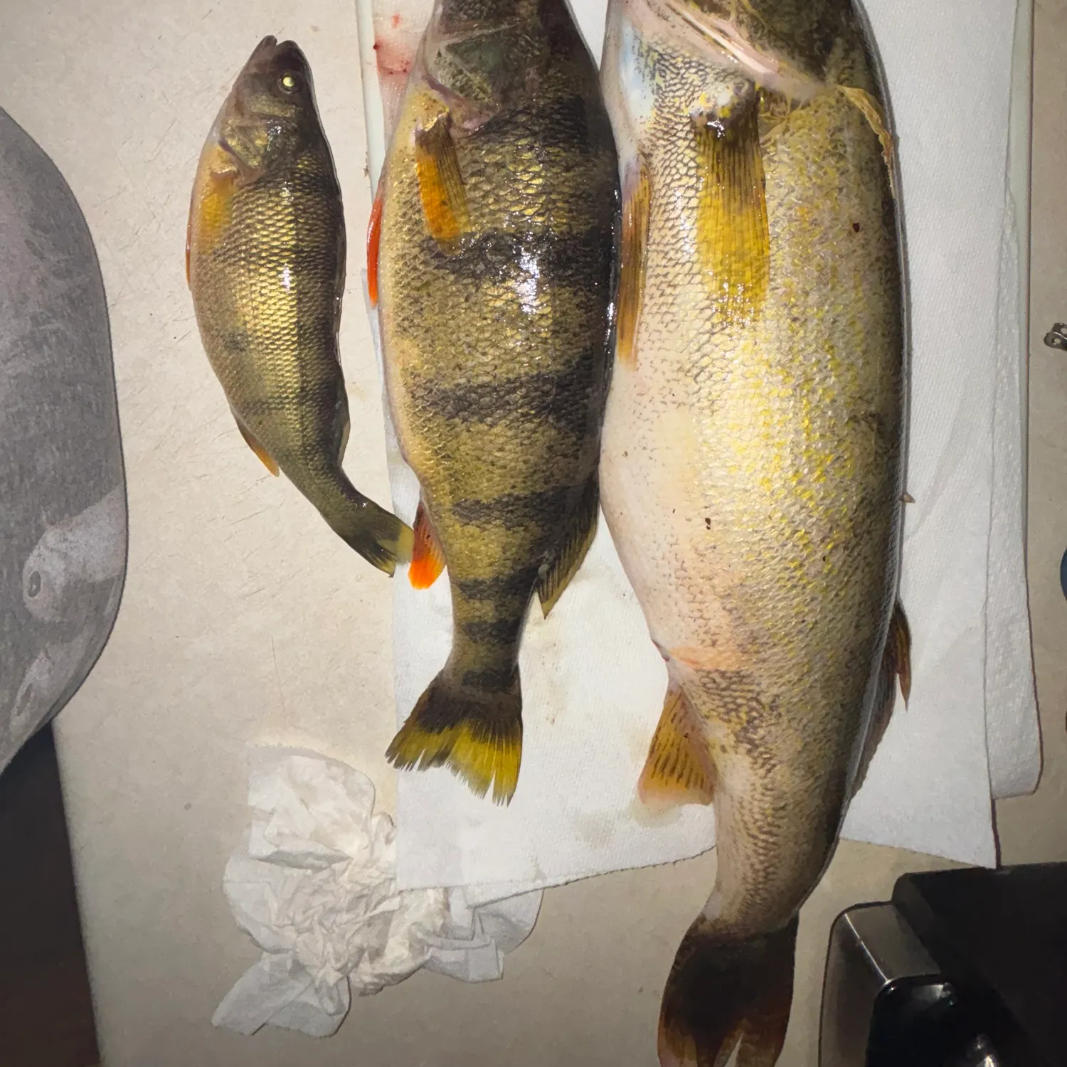 recently logged catches