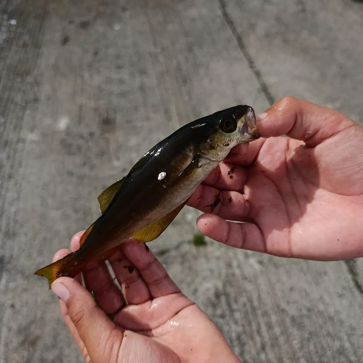 Pollack caught on Fishbrain