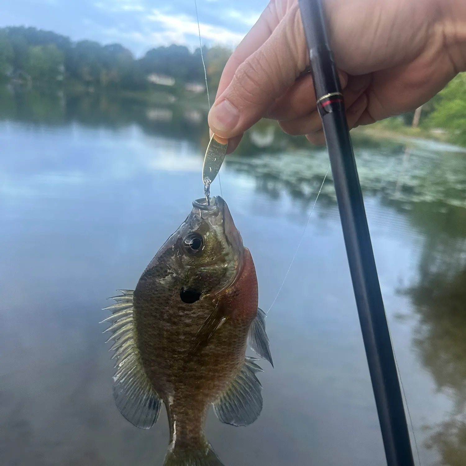 Bluegill caught on Fishbrain