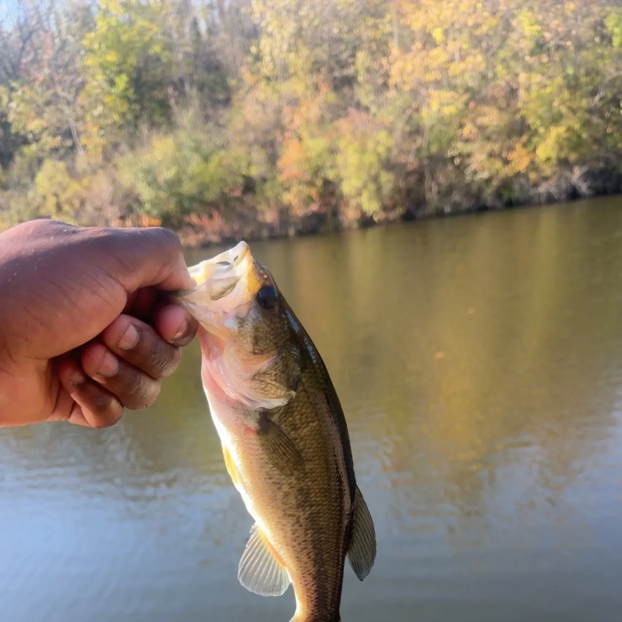Largemouth bass caught on Fishbrain