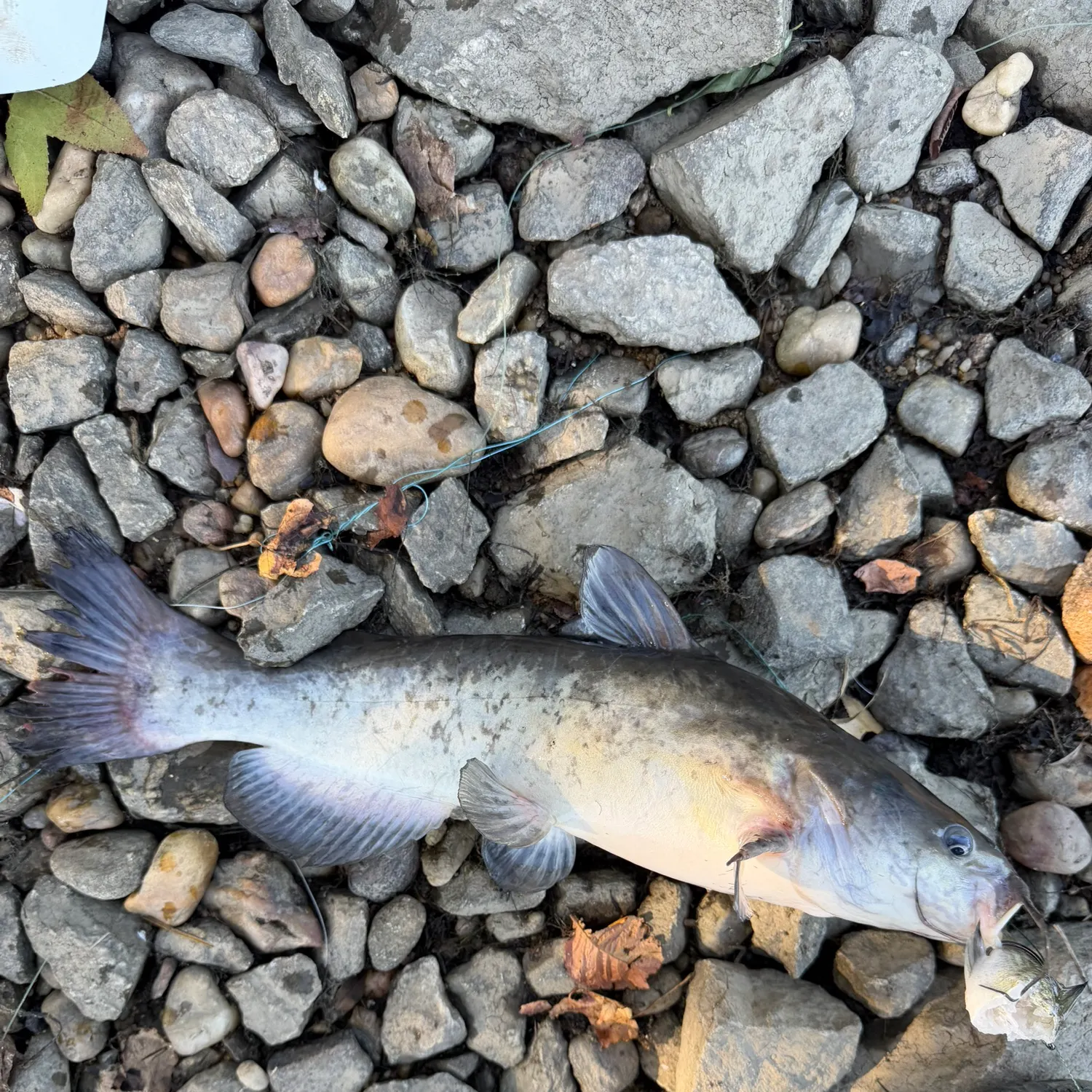White bullhead caught on Fishbrain