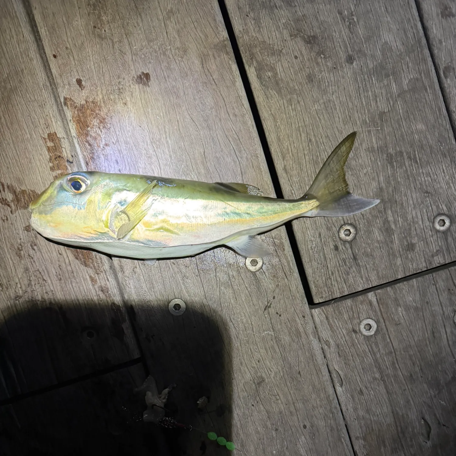 The most recent Lunartail puffer catches on Fishbrain