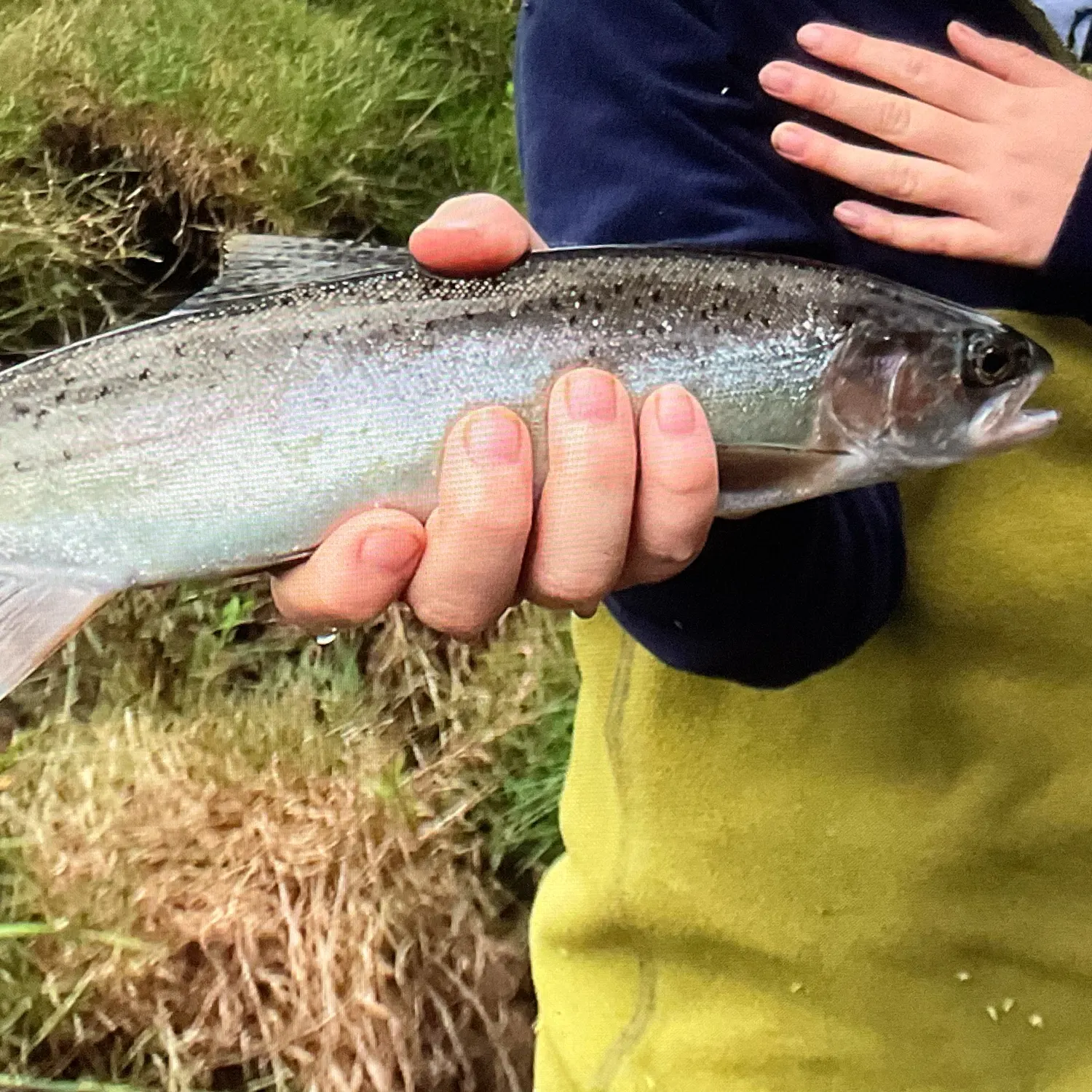Landlocked atlantic salmon caught on Fishbrain