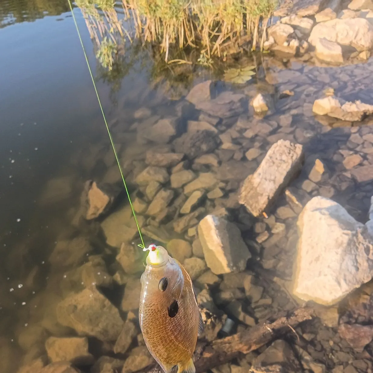 Bluegill caught on Fishbrain
