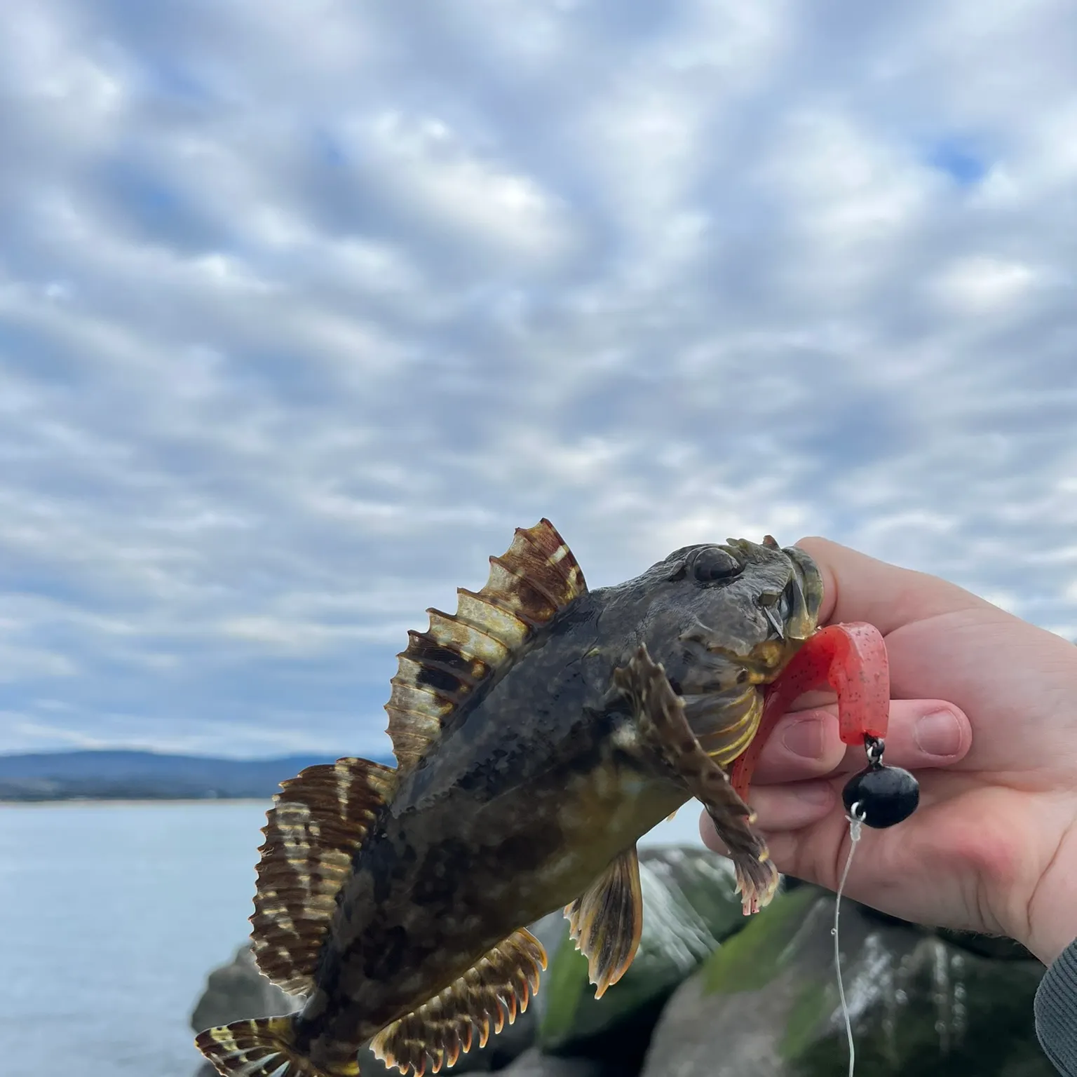 The most recent Cabezon catches on Fishbrain