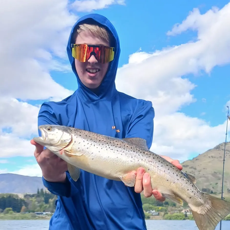 Brown trout caught on Fishbrain