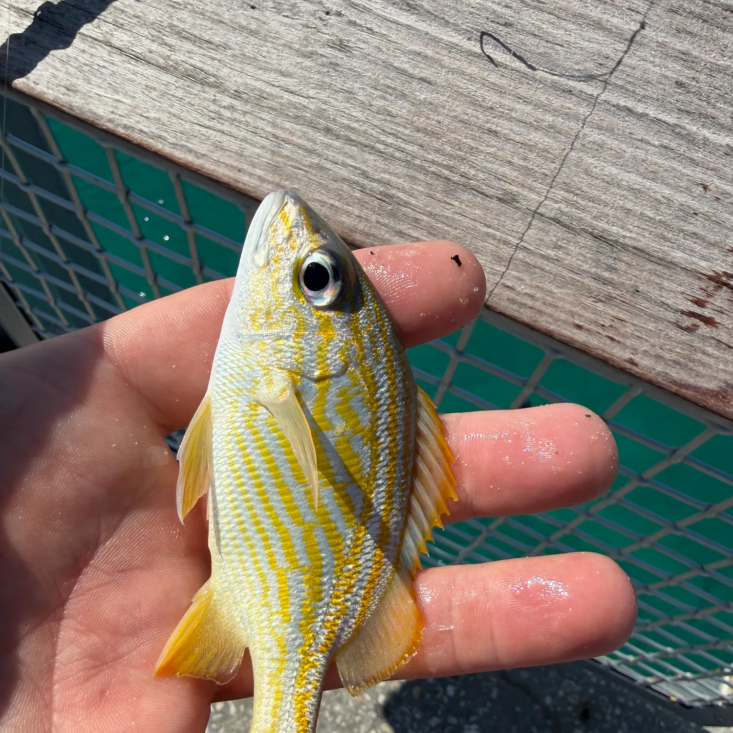 The most recent French grunt catches on Fishbrain