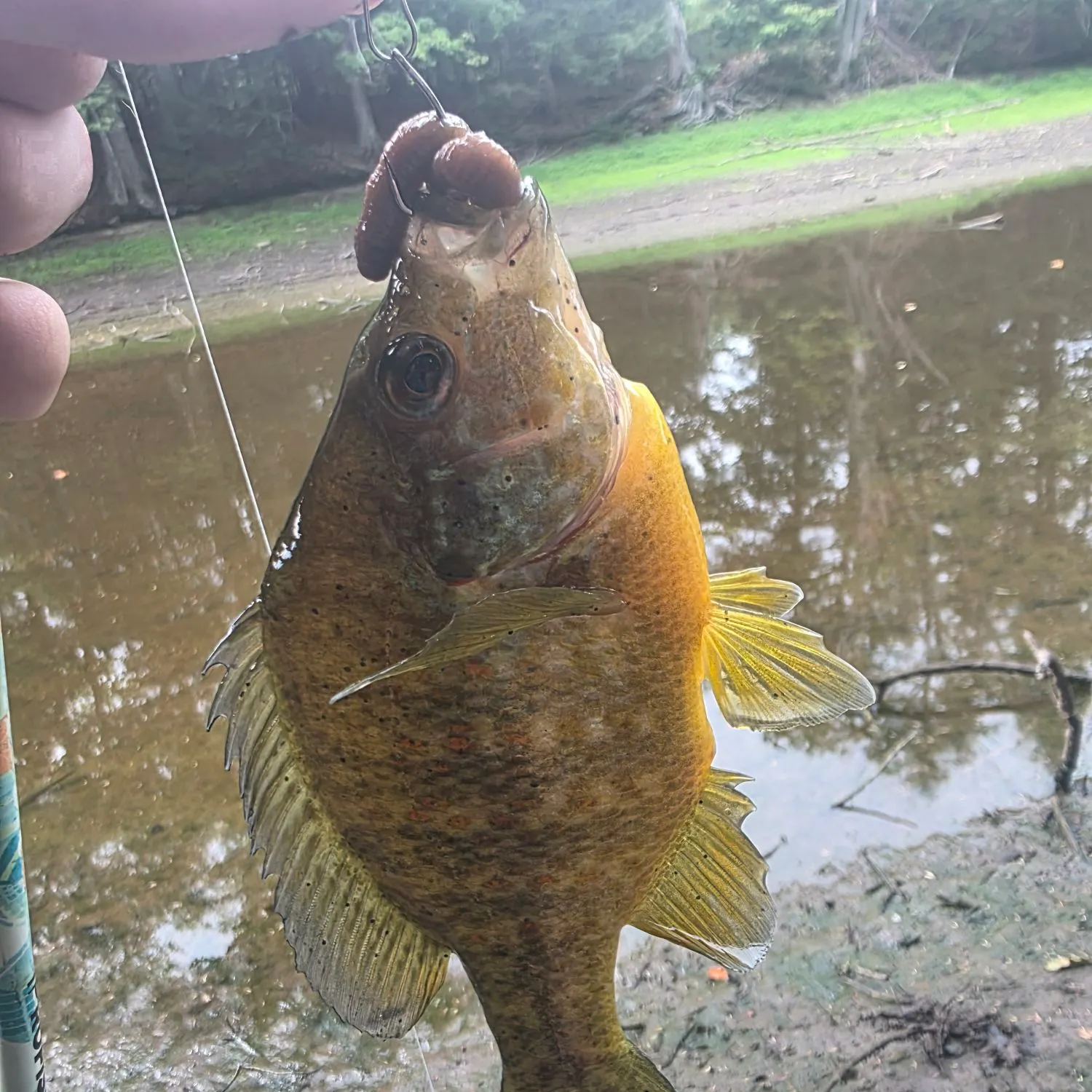 Pumpkinseed caught on Fishbrain