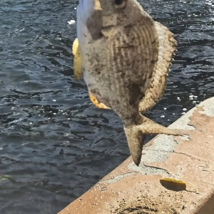 The most recent Southern black bream catches on Fishbrain