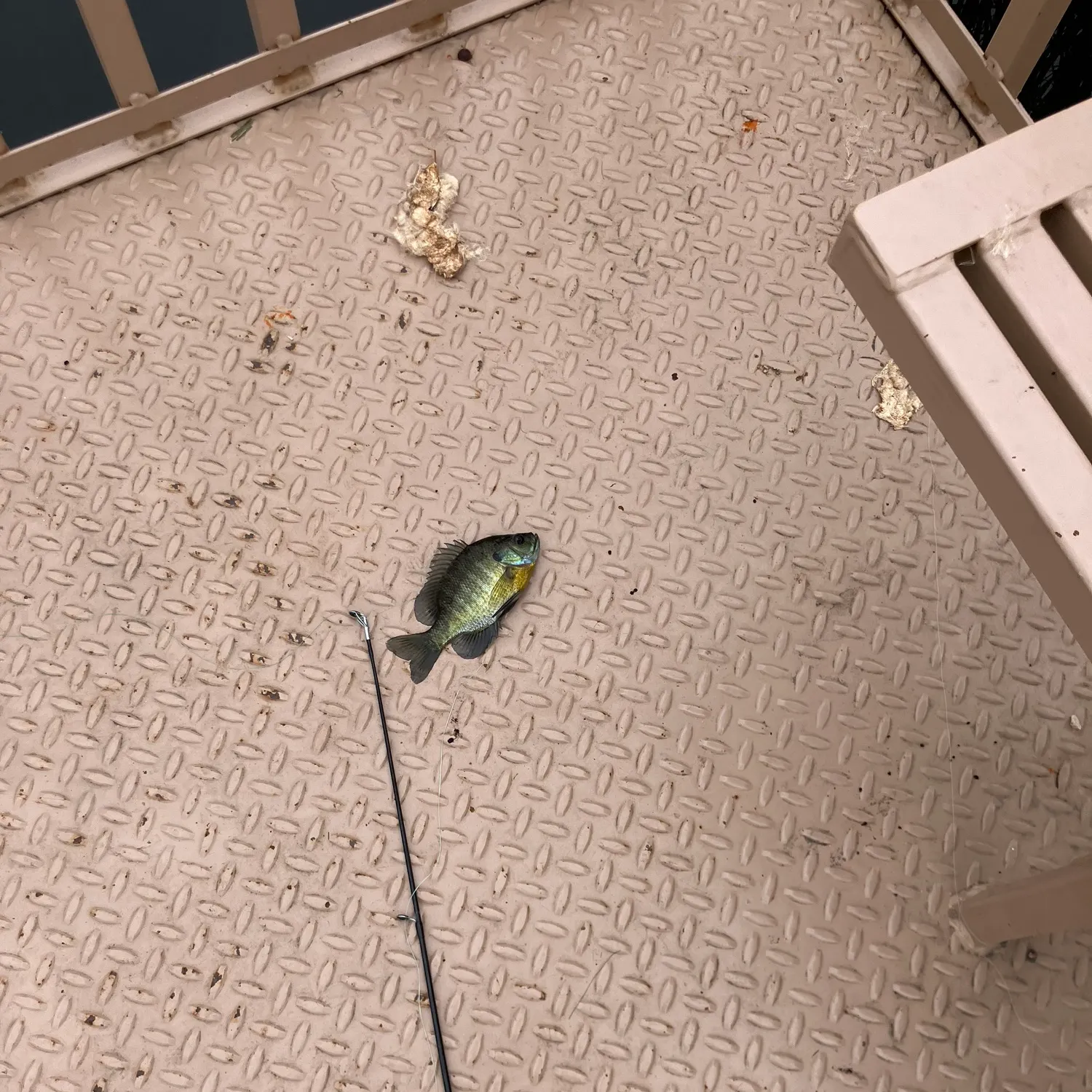 Bluegill caught on Fishbrain