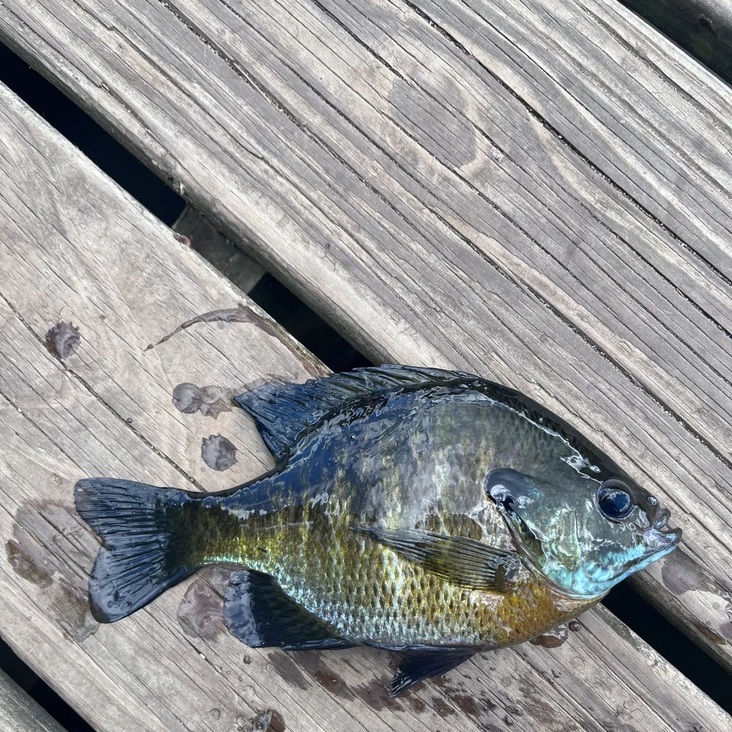 Bluegill caught on Fishbrain
