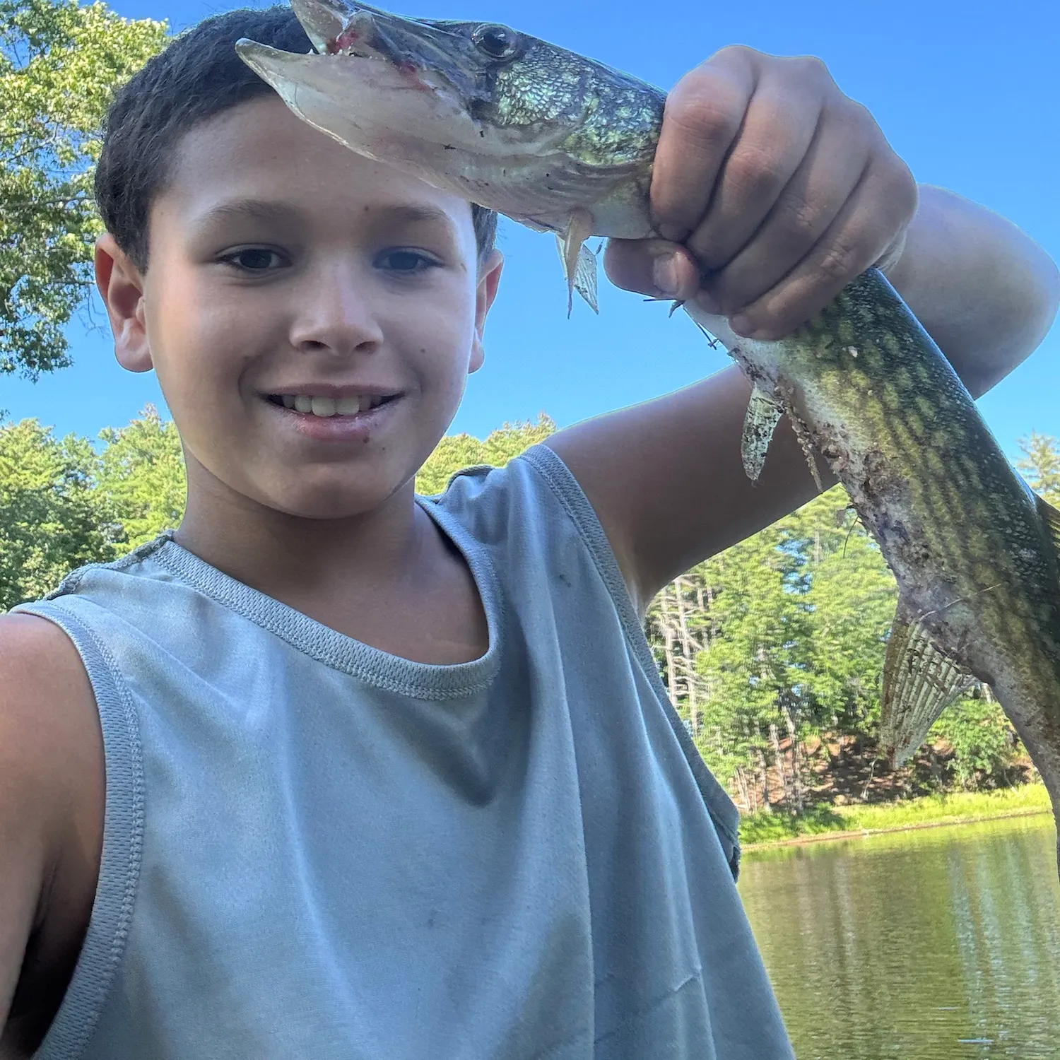 Chain pickerel caught on Fishbrain
