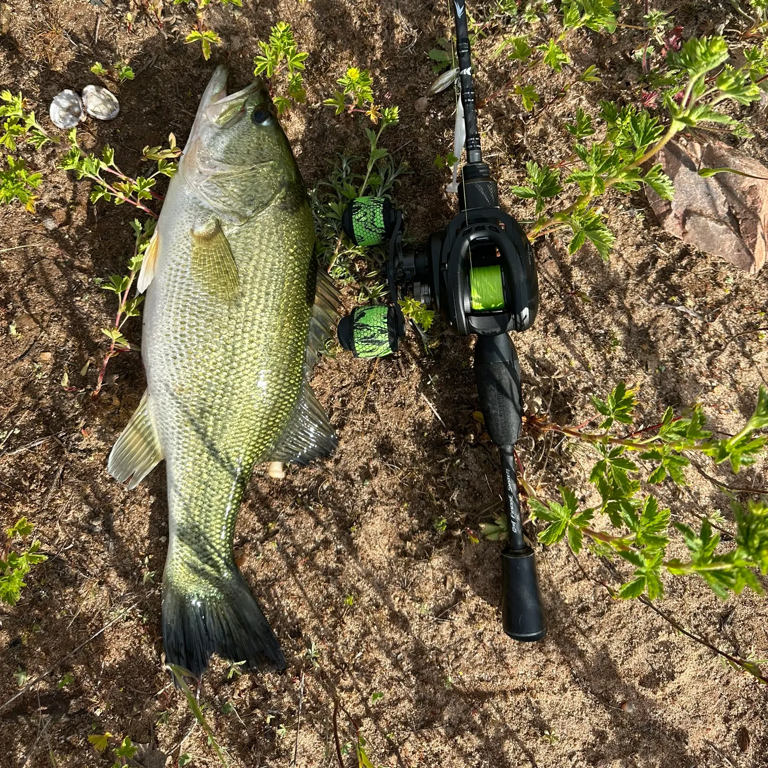 The most recent Largemouth bass catches on Fishbrain