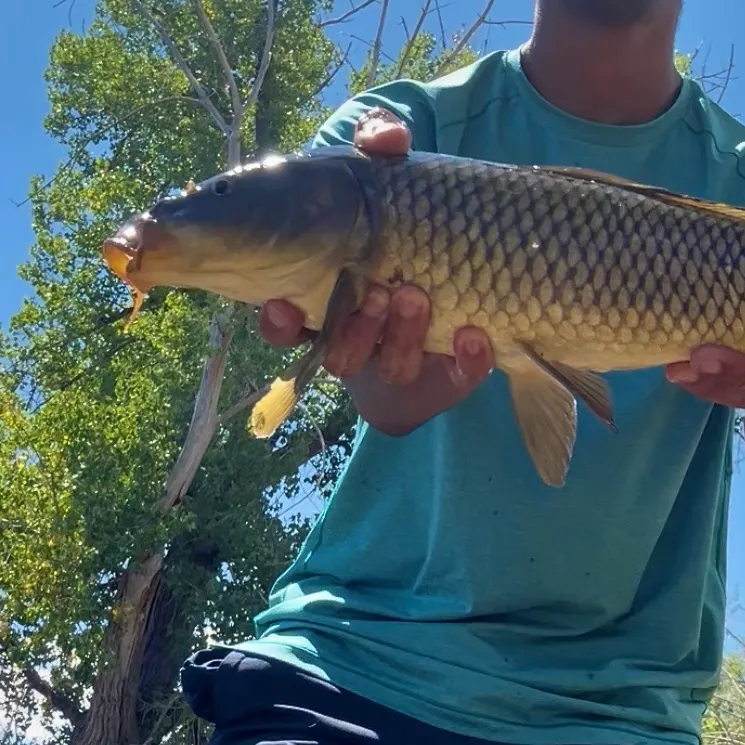 Common carp caught on Fishbrain