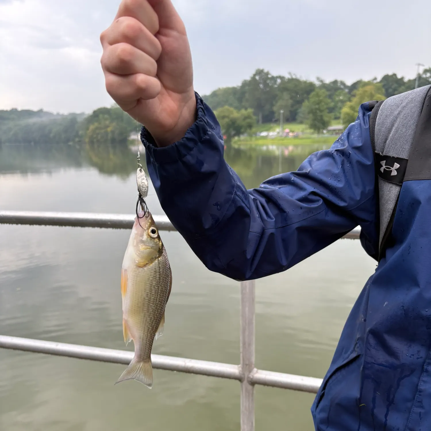 White perch caught on Fishbrain