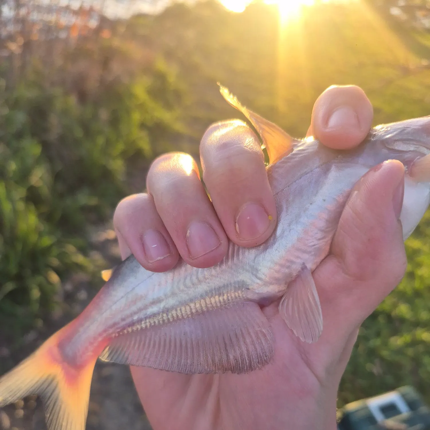 Channel catfish caught on Fishbrain