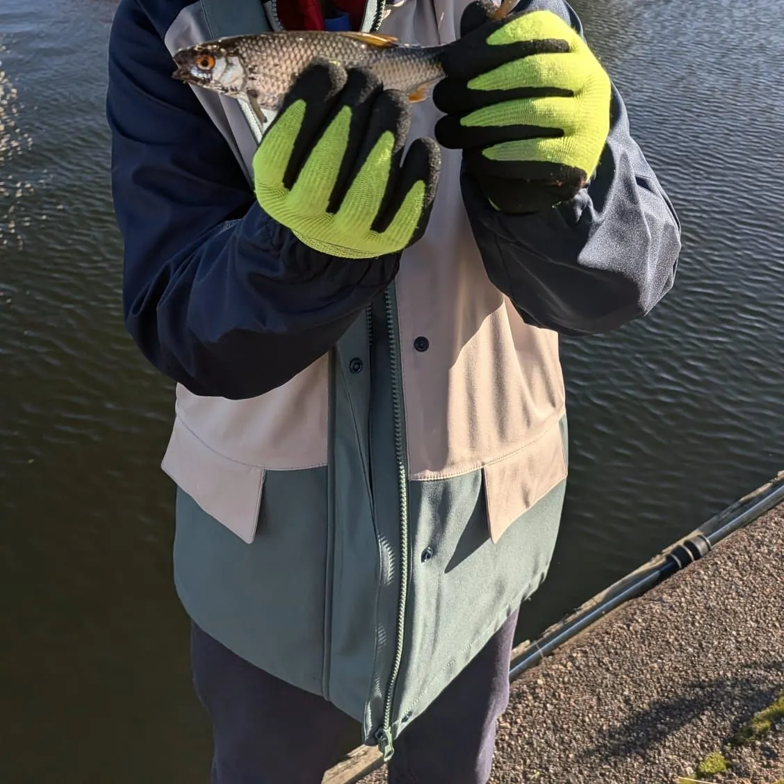Common roach caught on Fishbrain