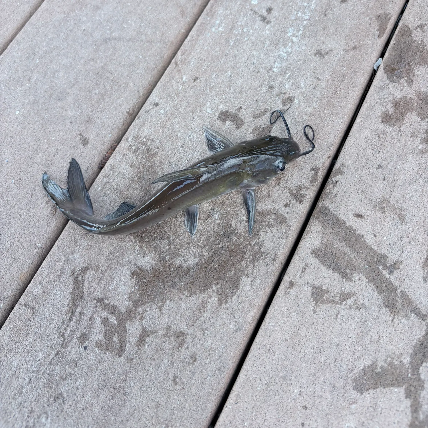 Channel catfish caught on Fishbrain