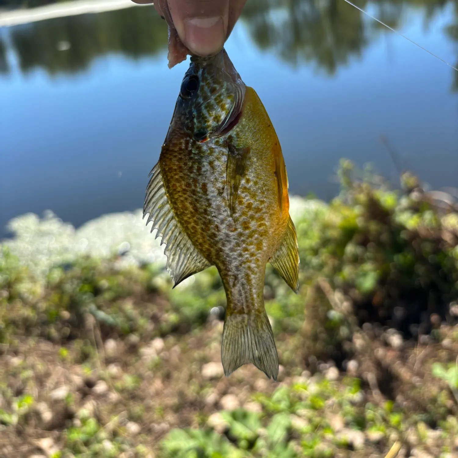 Pumpkinseed caught on Fishbrain