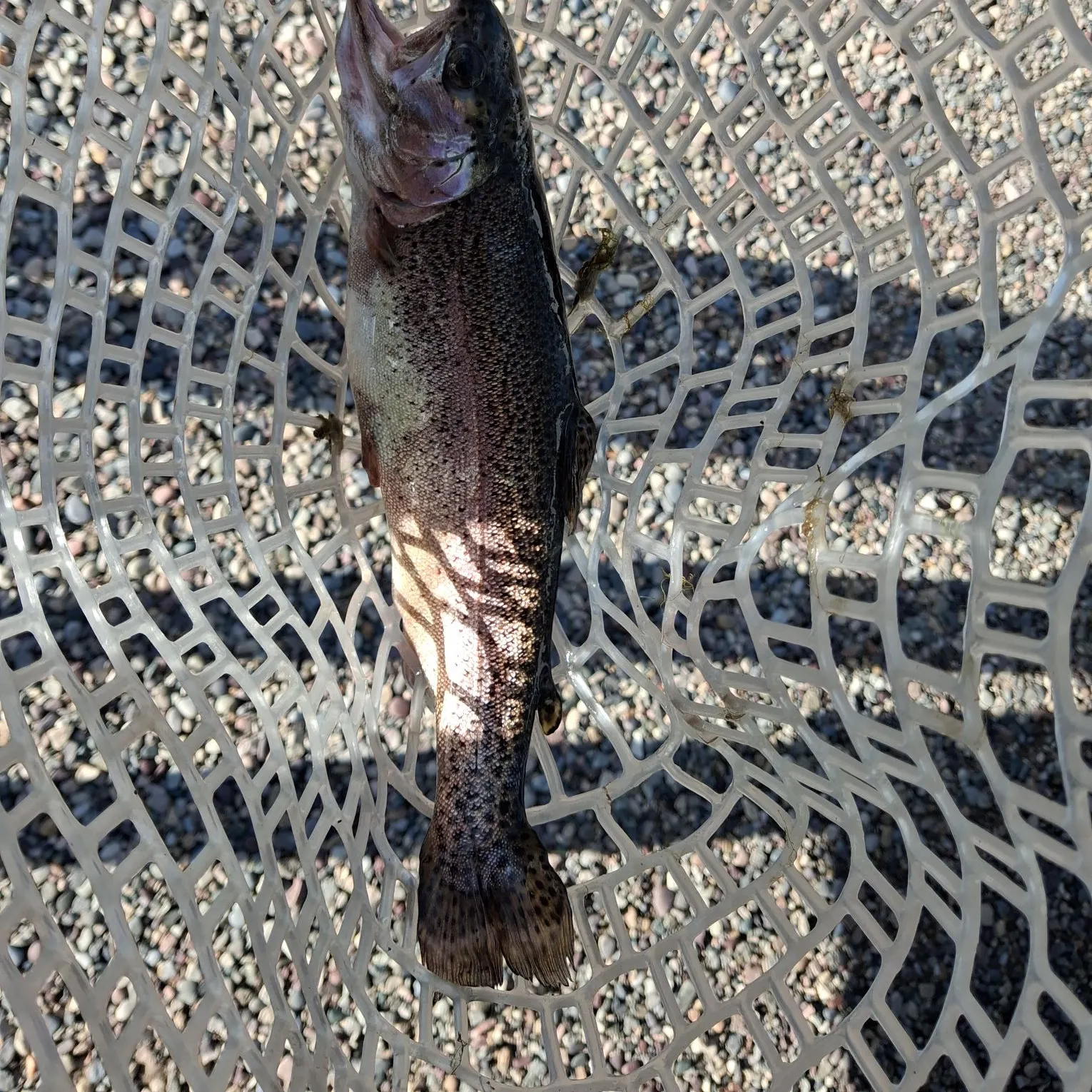 Rainbow trout caught on Fishbrain